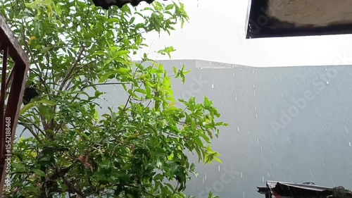 The view when it rains during the day in the yard feels fresh and cool and the raindrops are very calming