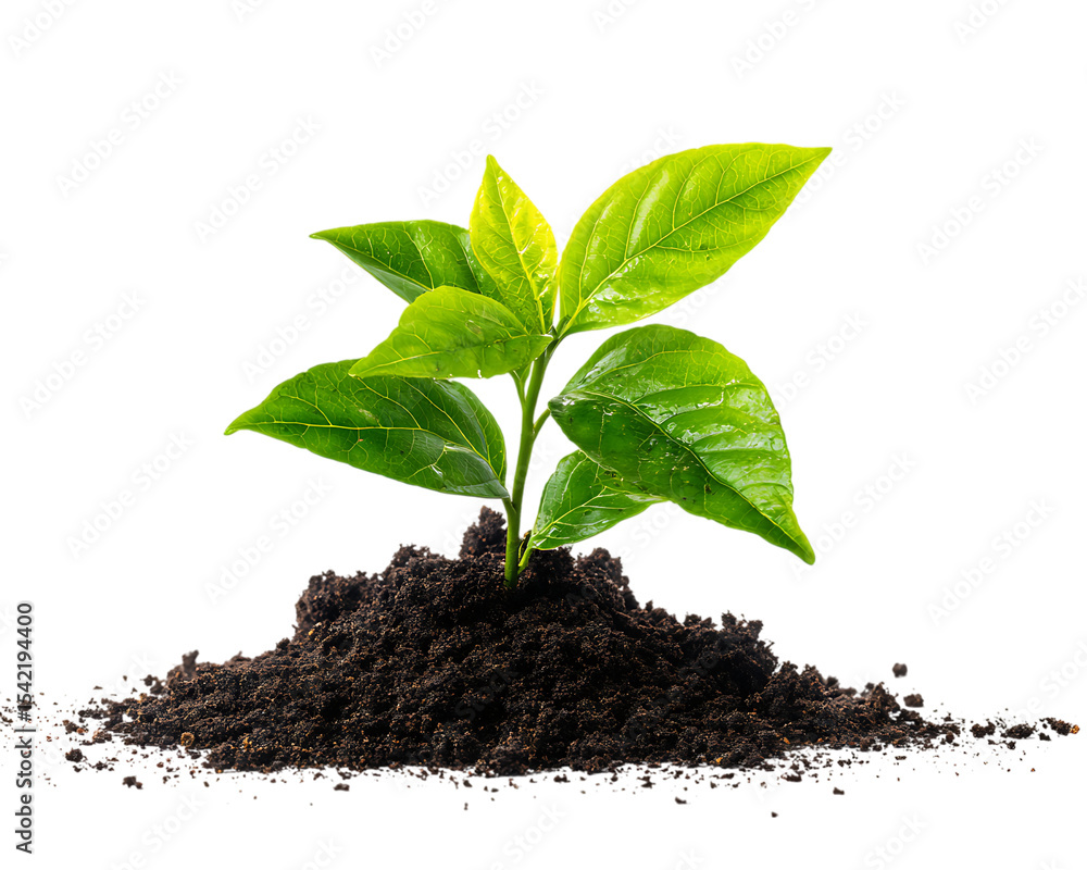 Young green plant sprout growing in soil isolated on transparent background Young green plant sprout growing in soil isolated on transparent background