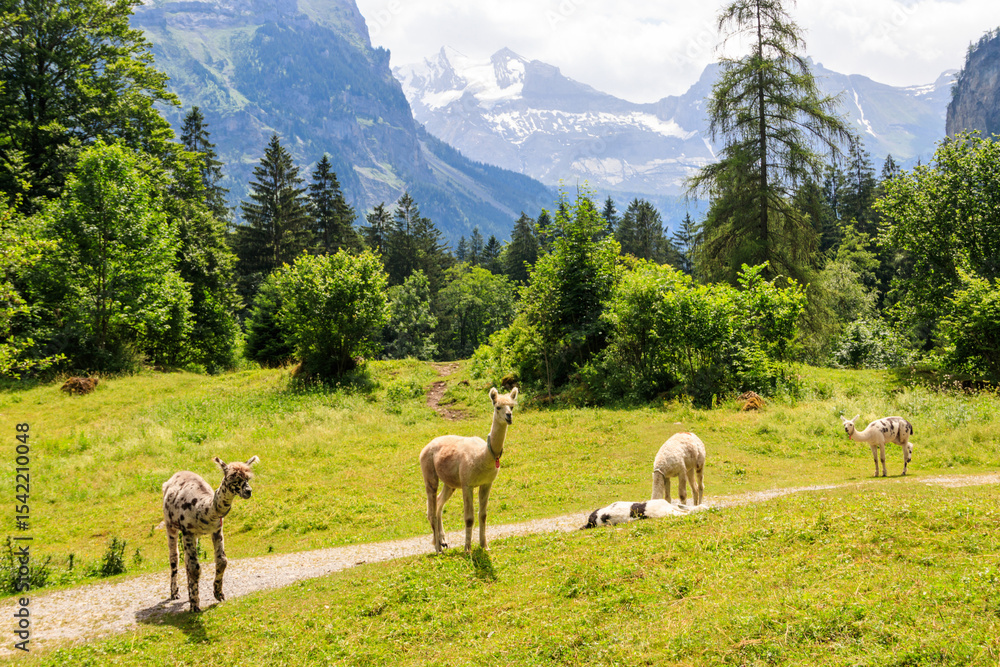 Naklejka premium Group of alpacas grazing in green alpine meadow in Switzerland
