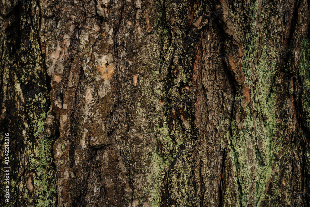 Natural tree bark texture with moss details Natural tree bark texture with moss details