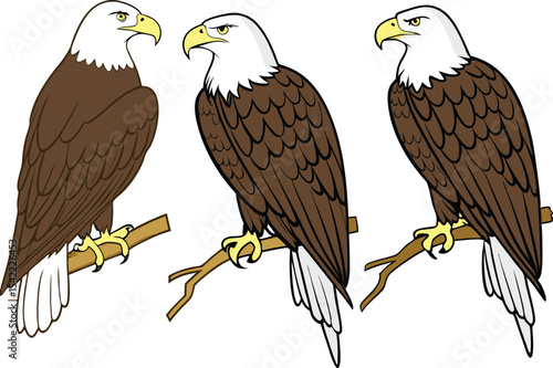 Eagle Bird Clipart Set for Wildlife Designs. High Quality Eagle Bird Clipart Collection. Detailed Eagle Bird Clipart Pack for Projects. Eagle Bird Clipart Artwork for Creative Use. Stunning Eagle Bird