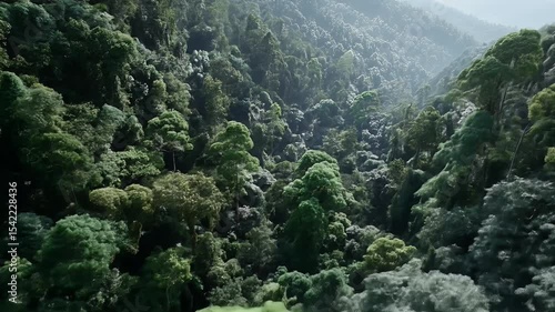 Dense forest canopy from above