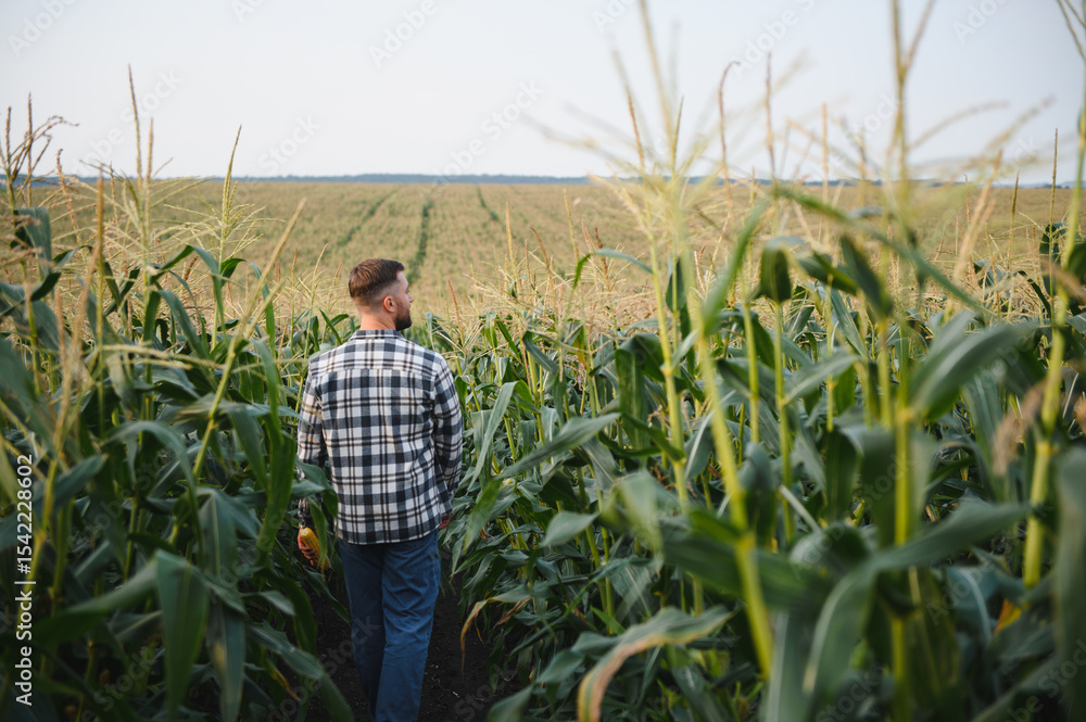 Fototapeta premium Yong handsome agronomist in the corn field and examining crops before harvesting