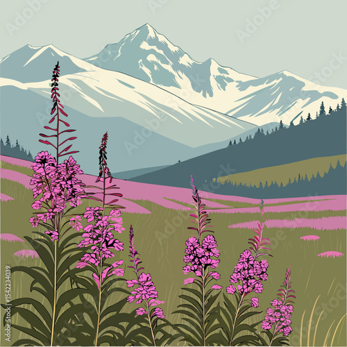 A vibrant field of blooming fireweed with Alaskan mountains in the background