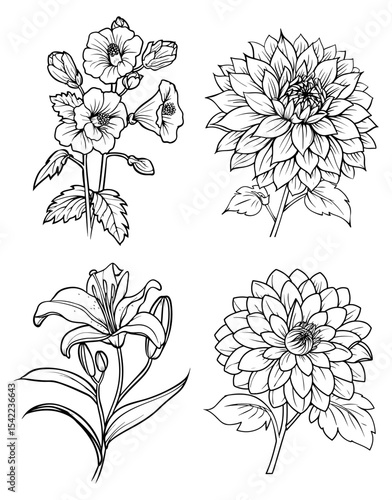 Foto Line art of four different flowers mallow dahlia lily and chrysanthemum