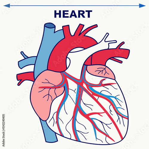 A labeled anatomical heart diagram showing veins, arteries, and chambers in vibrant red and blue