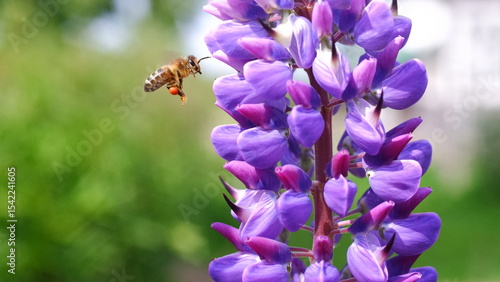 A bee collects pollen from a lupine flower