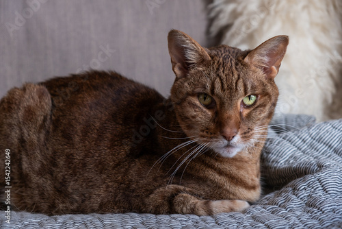 Canvas Print Playful brown tabby Ocicat cat lounging comfortably on a cozy blanket, showcasin