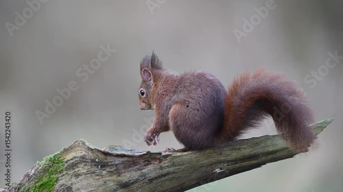 Red squirrel sits on a dead branch, cleans its feet and jumps away, european red squirrel, winter, north rhine westphalia, (sciurus vulgaris), germany