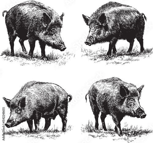 Boar SVG