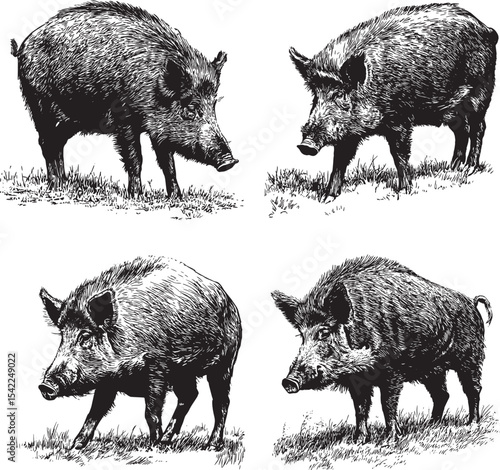Boar SVG