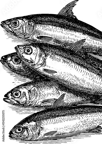 Vintage engraving of anchovies pile in classic art style for design use