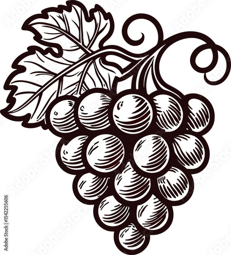 Vintage engraved illustration of grape cluster with leaves in hand drawn