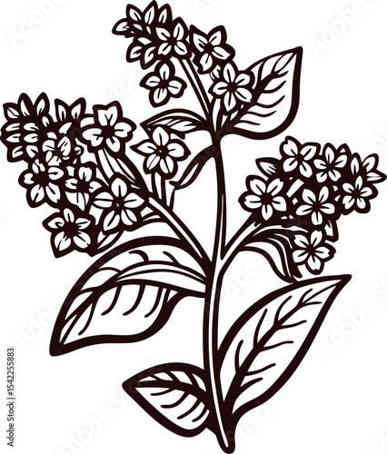 Hand drawn botanical illustration of blooming buckwheat plant with detailed leaves and small flowers isolated on white
