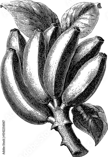Vintage engraving style of mashed bananas with artistic aesthetic