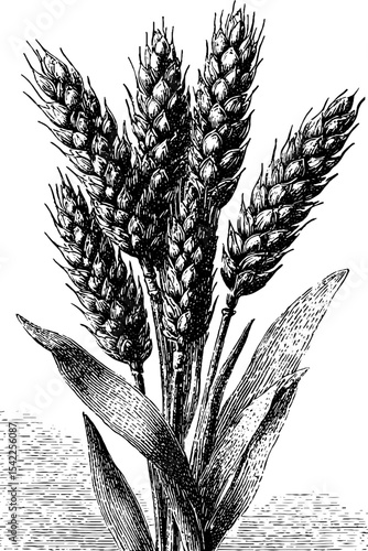 Vintage engraving of barley stalks with classic aesthetic for design