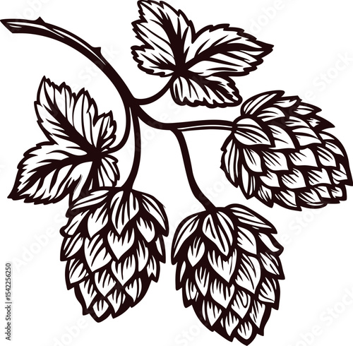 Hand drawn hop plant branch with leaves and cones botanical black and white vintage engraving illustration
