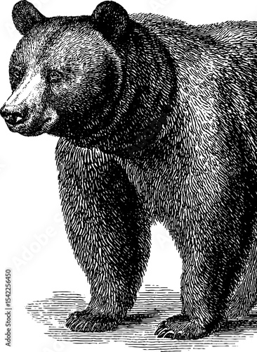 Vintage bear crest with detailed engraving and pencil sketch style