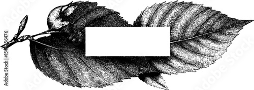 Vintage beech tree leaf border in engraving style for elegant design projects