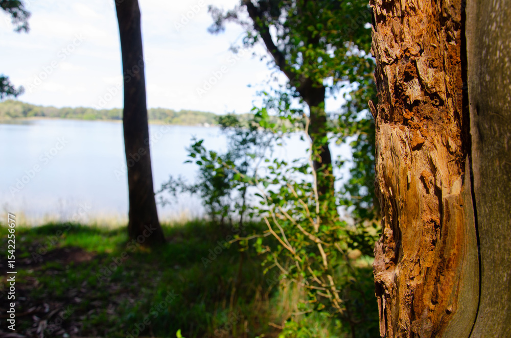 Arboles Arboles