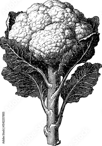 Vintage engraving style cauliflower head for design and decoration projects
