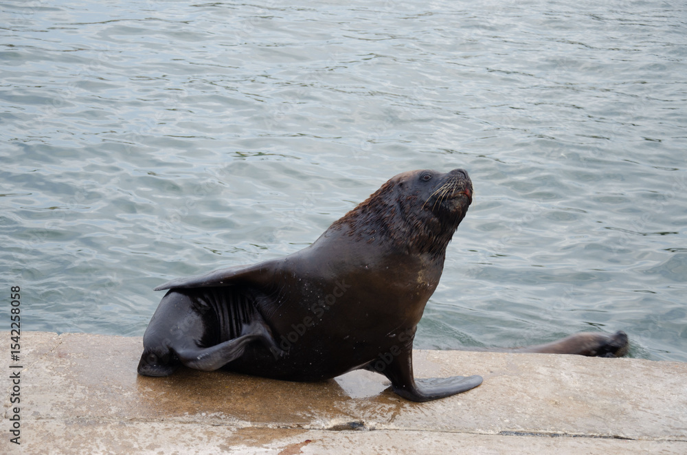 Fototapeta premium Lobos marinos