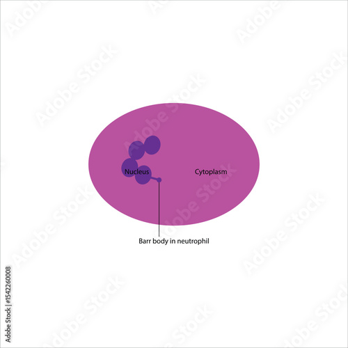 Neutrophil Cell Structure with Barr body