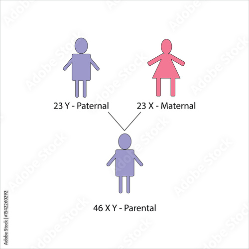 Human Sex Chromosome Inheritance