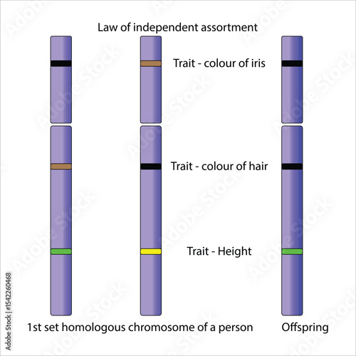 Law of Independent Assortment Chromosome Inheritance