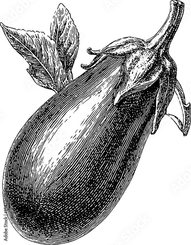 Vintage engraving of eggplant with stem and leaves for antique design and print
