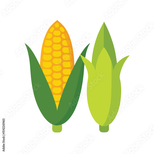 Fresh Corn Illustration Ripe and Unripe Ears of Corn