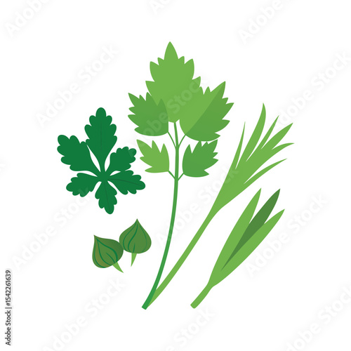 Fresh Herbs Cilantro, Parsley, and Lemongrass - Culinary and Aromatic Plants
