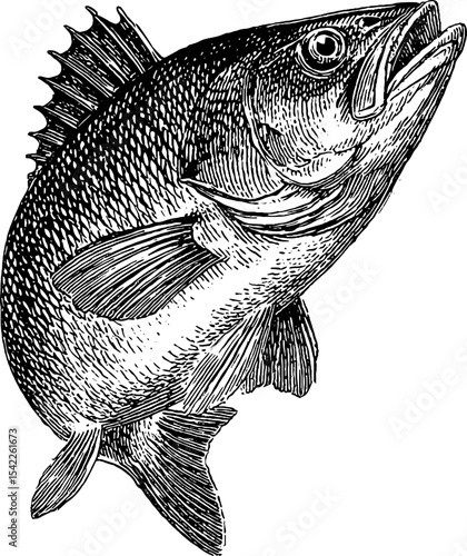 Vintage fish symbol in engraving style for artistic and design purposes
