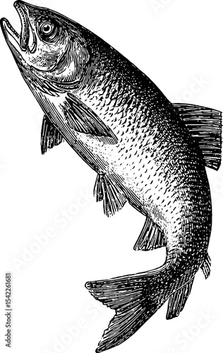 Vintage fish symbol icon in engraving style for nautical design and decoration