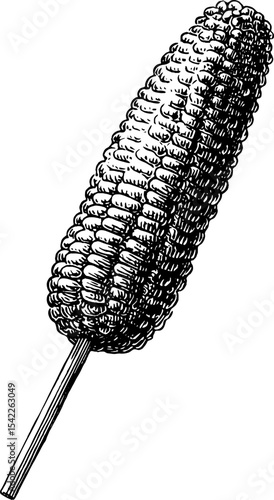 Grilled corn on stick in vintage engraving style for rustic design and culinary art concepts