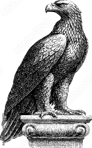 Vintage griffin crest illustration with engraving style for heraldry designs