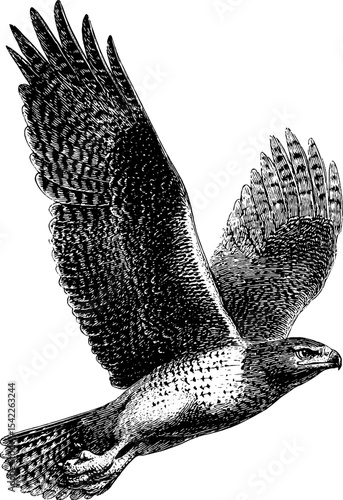 Harpy eagle in flight: vintage engraving style art for nature enthusiasts and collectors