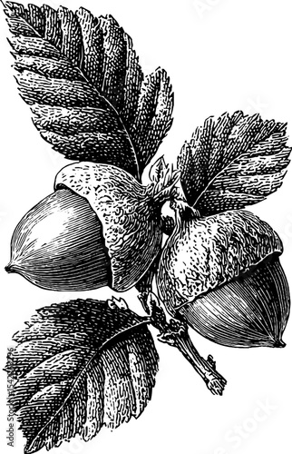 Vintage engraving of hazelnuts with leaves - nature-inspired design for posters and prints