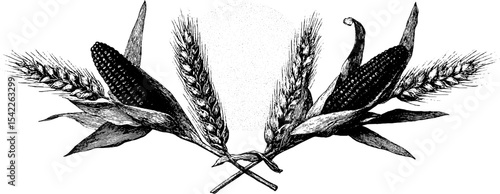 Vintage harvest engraving of wheat and corn border for classic design