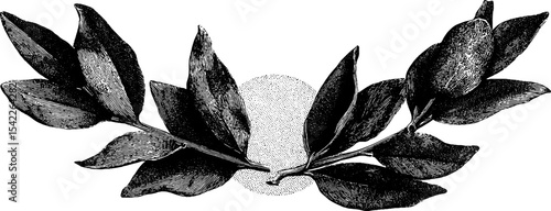 Vintage laurel border design in detailed engraving style for classic illustrations