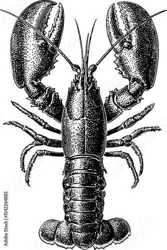 Vintage lobster engraving top view design for nautical decor