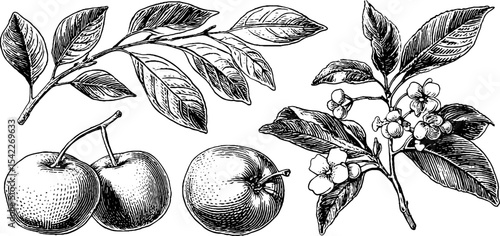 Set of ancient greek medallion and edo plum designs featuring citrus and floral elements