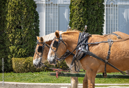 horses in harness