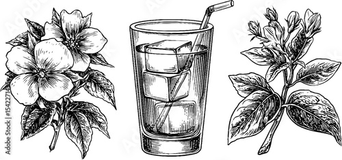 Botanical ice cubes and elderflower illustration with borage flower arrangement