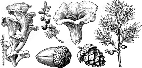 Botanical illustration of chanterelle mushrooms and spruce elements for nature themed design