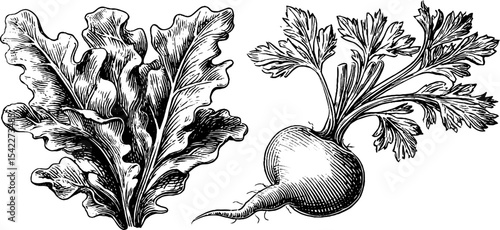 Hand-drawn vegetables featuring kale leaves and celery root