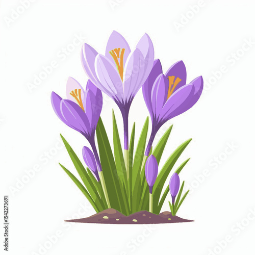 Three purple crocus flowers are shown growing from soil with thin green leaves