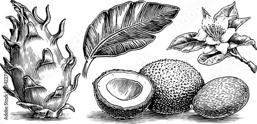 Exotic fruits illustration featuring dragon fruit, sugar apple, and durian with botanical details