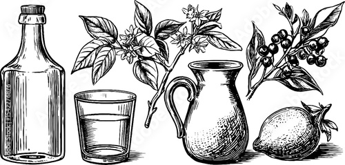 Vintage botanical illustration of fizzy elderflower tonic and soda water ingredients