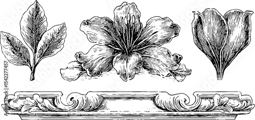 Ornate florentine looped trim with floral centerpiece - elegant design elements for decoration